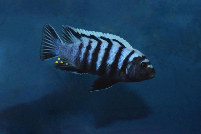 Cynotilapia zebroides 'Likoma Island'